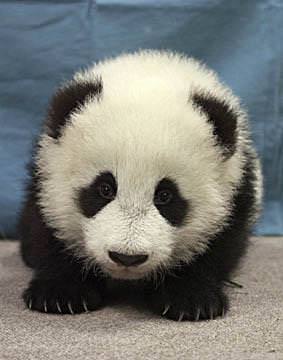 çin panda